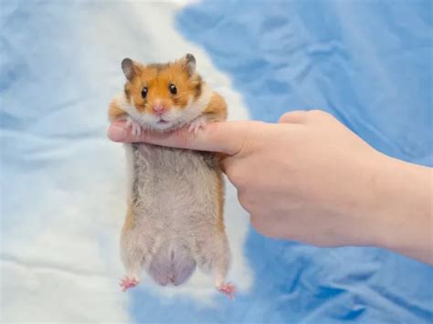 hamster nipples|Hamster Anatomy & Body Parts: Healthy vs Problem